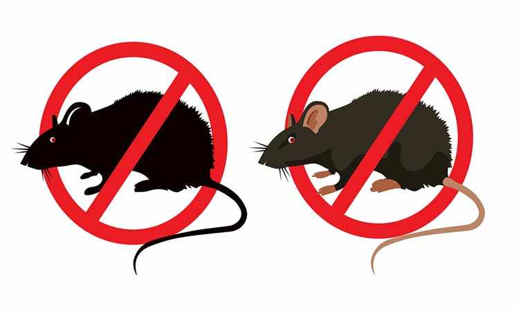 مكافحة القوارض والفئران