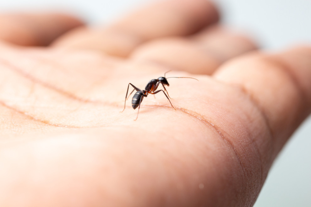 لماذا تنتشر مشكلة النمل الأسود في الرياض